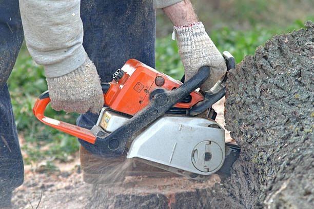 Best Grass Overseeding  in Cedar Hills, UT