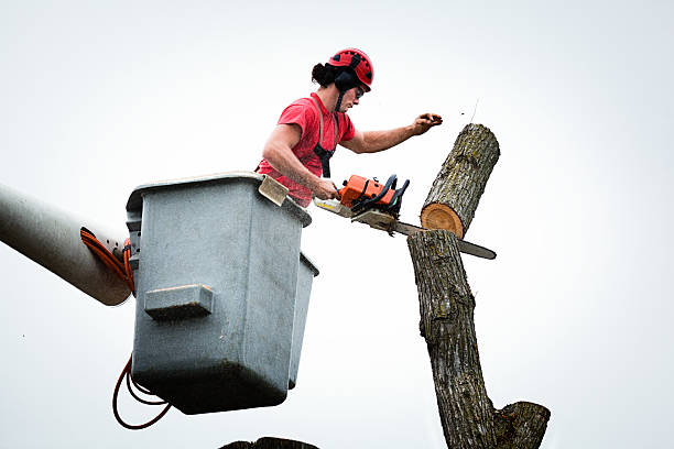 Best Hazardous Tree Removal  in Cedar Hills, UT